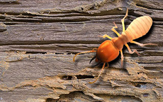 Wood Destroying Insect Inspection