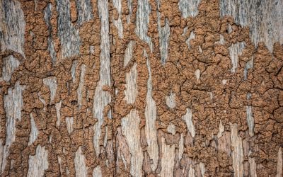 7 Signs You Have Termites in Your Home