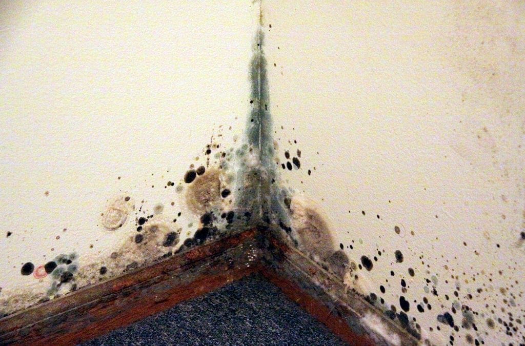 Get Rid Of Mold In Your Home Inspect It Neil Home Inspections