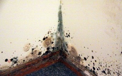 How to Get Rid of Mold In Your Home