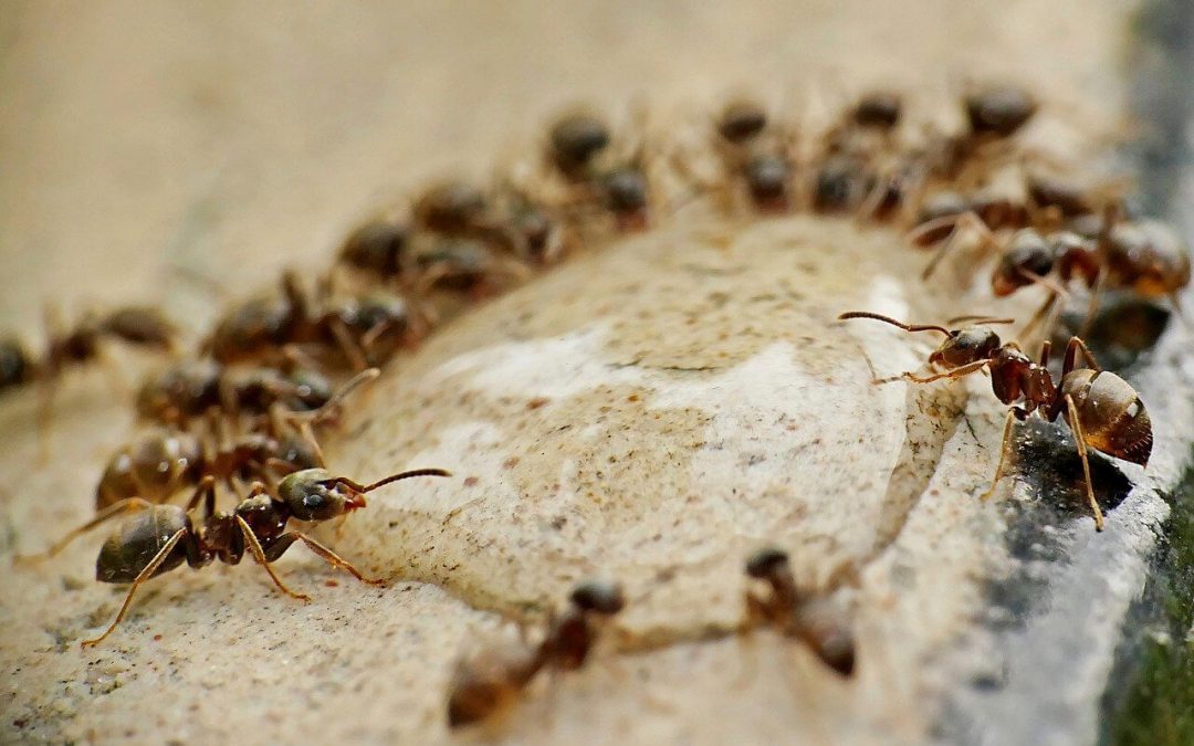 repel ants