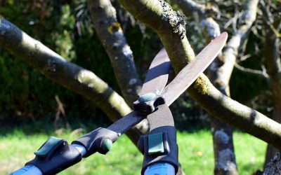 4 Tips for Tree Maintenance