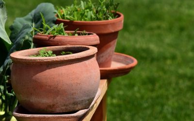 6 Tips for Container Gardening