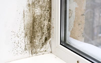 Basement Mold and What to do About It