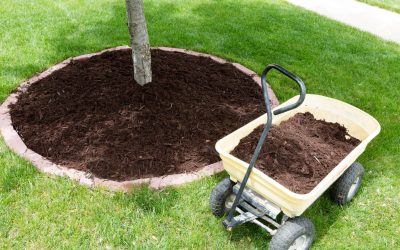 Landscaping on a Budget: Transforming Your Outdoor Space