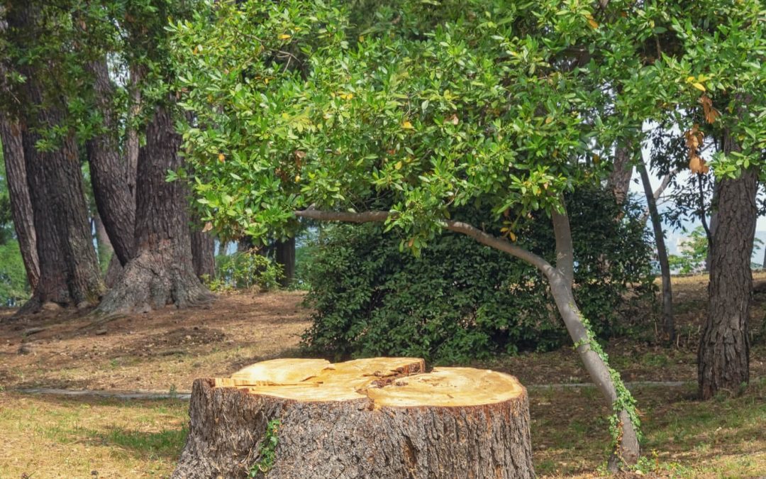 When to Remove a Tree from Your Property: Key Considerations